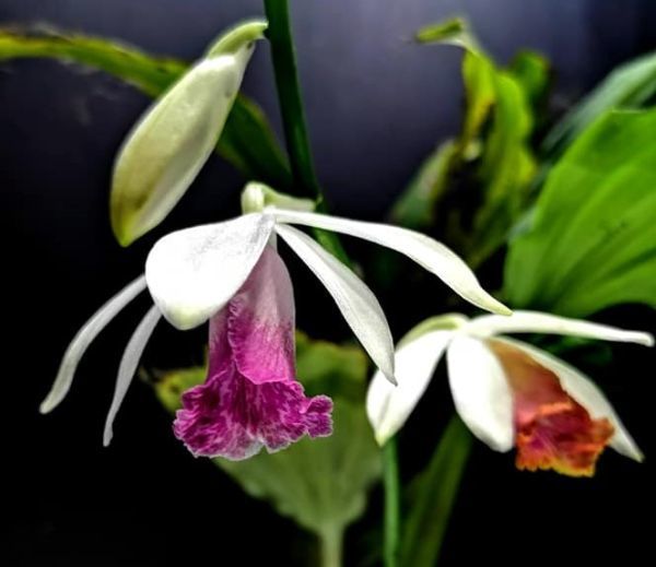 Phaius tonkinensis